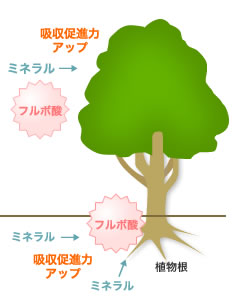 フルボ酸の作用