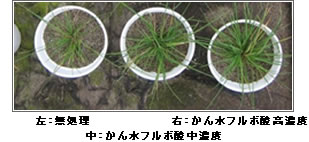 生長促進効果