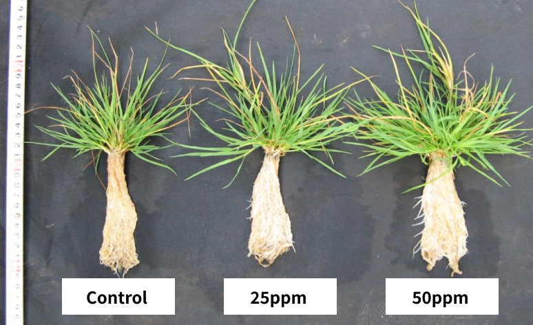 Growth examination comparing turfgrass at different KANTO-FA concentrations