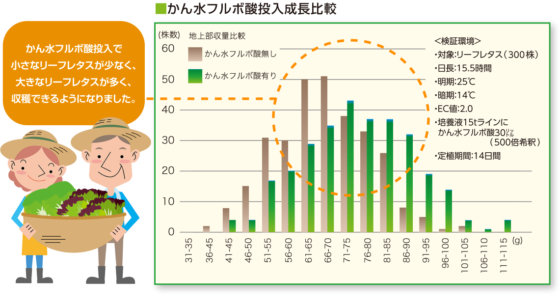 かん水フルボ酸投入成長比較かん水フルボ酸投入で小さなリーフレタスが少なく、大きなリーフレタスが多く、収穫できるようになりました。