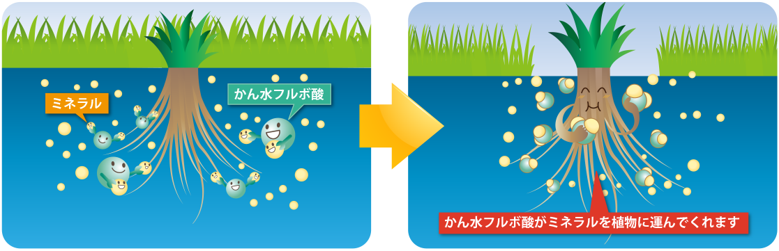 かん水フルボ酸がミネラルを植物に運んでくれます